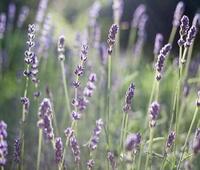 oppo手机输入法怎么设置